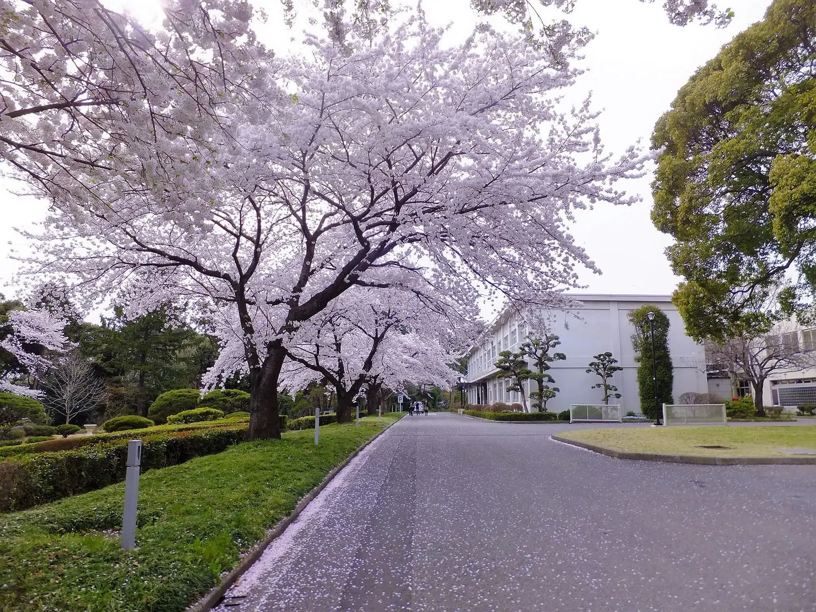 Chiba University